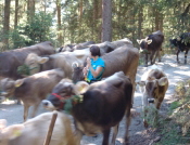 K�he, nichts als K�he.........